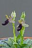 <em>Ophrys bertolonii</em>